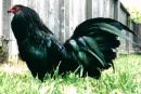 GALLO NEGRO DJ